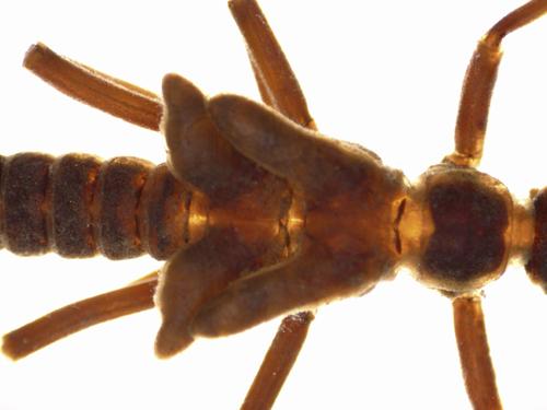 Winter Stonefly Larvae